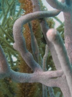 Slender Filefish (can you find it ) IMG 5905